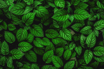 Naklejka na ściany i meble tropical leaf, abstract green leaf texture, nature background