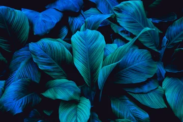 Foto op Plexiglas bladeren van Spathiphyllum cannifolium, abstracte groene textuur, natuurachtergrond, tropisch blad © Nabodin