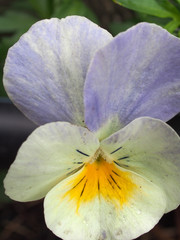Fototapeta na wymiar Pansy. The colorful petals of the flower buds. Garden flowers.