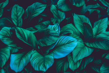 leaves of Spathiphyllum cannifolium, abstract green texture, nature background, tropical leaf