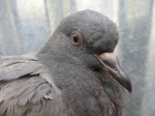 portrait of a pigeon