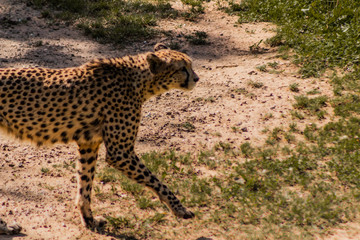 Fototapeta na wymiar a cheetah resting in a green meadow