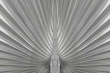 tropical palm leaf and shadow, abstract natural monochrome background, dark blue tone