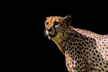 a cheetah resting in a green meadow