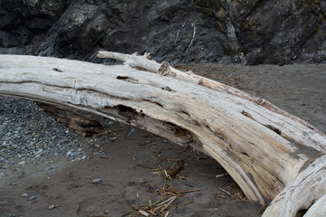 driftwood