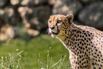 a cheetah resting in a green meadow