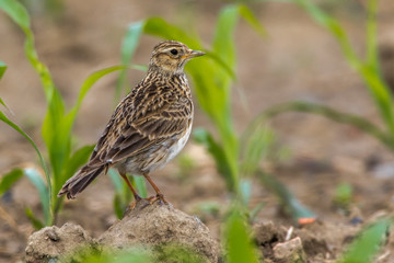 Common skylark (Alauda arvensis)