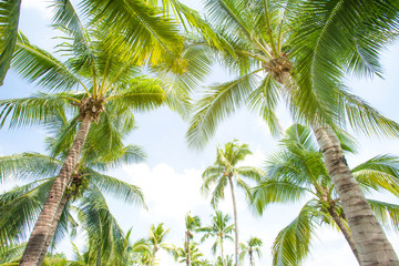 Coconut palm leaves perspective view , tropical palm leaves background