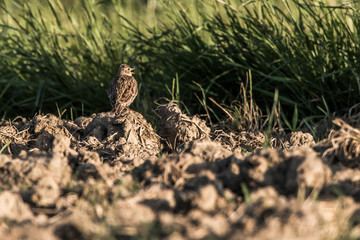 Common skylark (Alauda arvensis)
