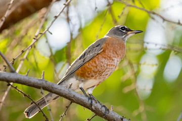 American Robin perched on a tree branch.