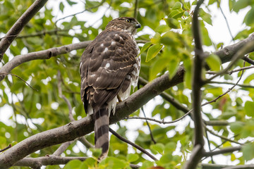 Cooper's Hawk perched on a tree branch.