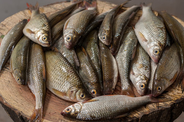 Top view closeup of a pile of fresh fish. Shop of the local seafood market. Fresh catch of fish. River fish ready for cooking close-up. Natural food ingredient from the river. River fish on the table.