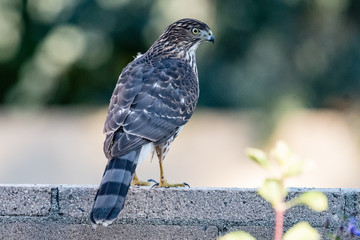 Cooper's Hawk sitting on a wall.