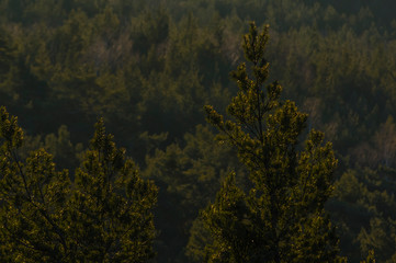 top view of the tropical green forest on the slope land