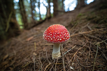 Amanita muscaria nel bosco