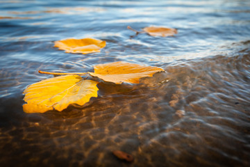 Yellow fallen leaves floating in water.