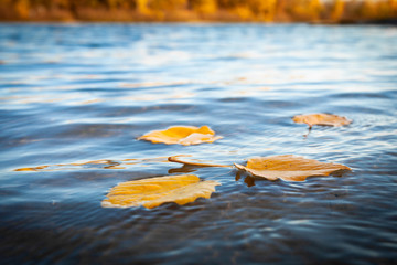 Yellow fallen leaves floating in water.