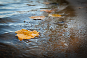 Yellow fallen leaves floating in water.