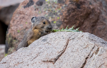 American Pika in Rocky Mountains autumn