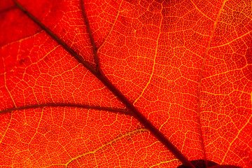Red and yellow leaves macro, veins on transparent leave. Golden autumn.