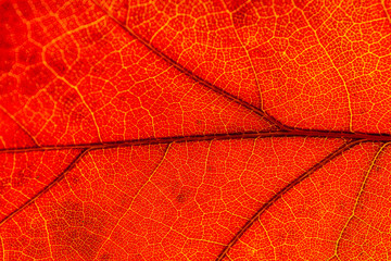 Red and yellow leaves macro, veins on transparent leave. Golden autumn.