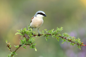 Adult male of Red-backed shrike, Lanius collurio