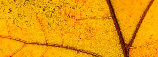 Red and yellow leaves macro, veins on transparent leave. Golden autumn.