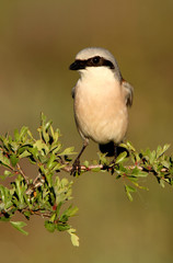 Adult male of Red-backed shrike, Lanius collurio