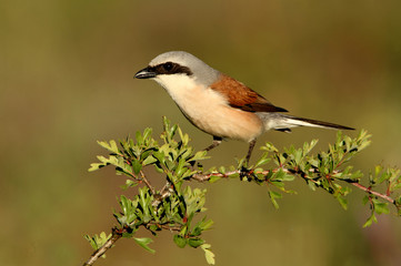 Adult male of Red-backed shrike, Lanius collurio