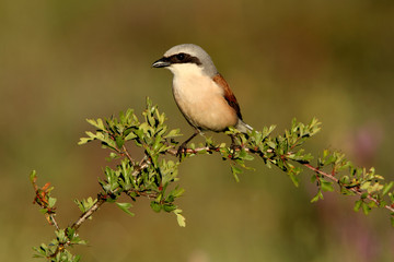 Male of Red-backed shrike, Lanius collurio