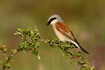 Male of Red-backed shrike, Lanius collurio