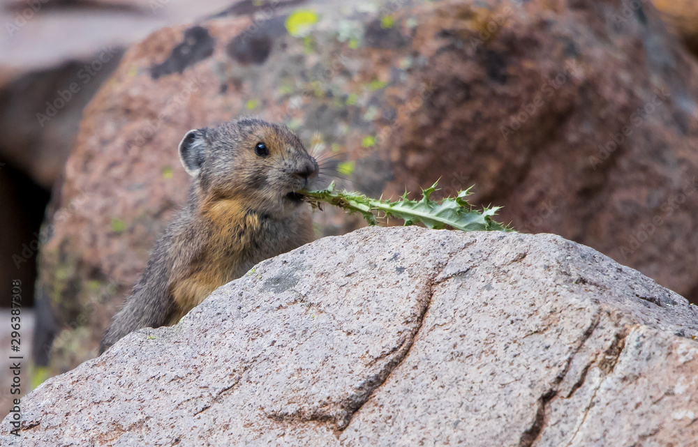 Wall mural American Pika in Rocky Mountains autumn