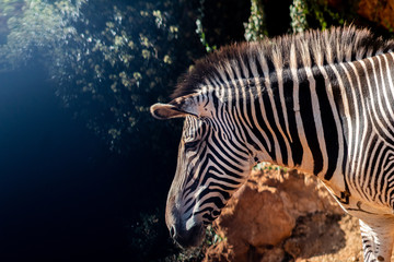 Fototapeta na wymiar a zebra grazing in a green meadow