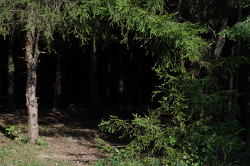dark forest with tree trunks casting shadows on the ground. summer green foliage