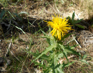 YELLOW PRICKLY FLOWER ON NATURE