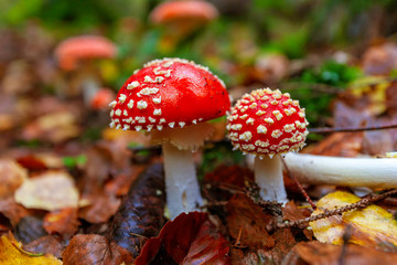 fly agaric mushroom in the forest