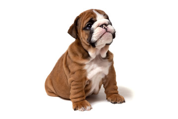 A small brown English bulldog puppy sits and looks at the camera.