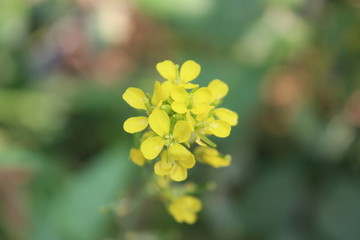yellow flower in the garden