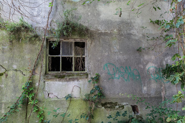 Vecchio muro con finestra e rampicanti