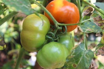red tomatoes on the vine