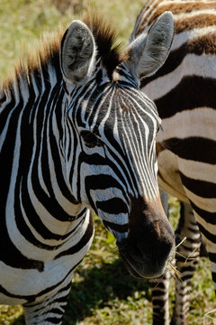 Portrait of zebra eating grass in field