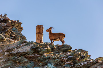 a mountain goat in Alps