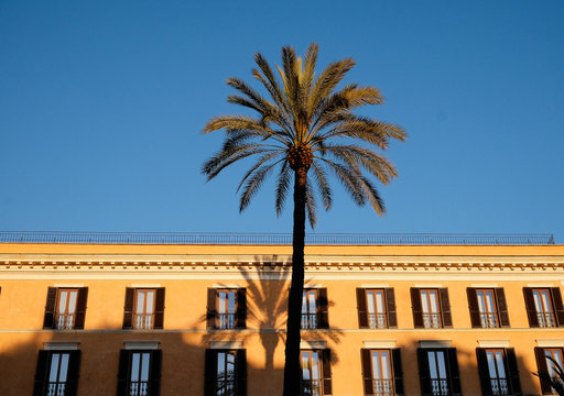 Babassu tree growing against building