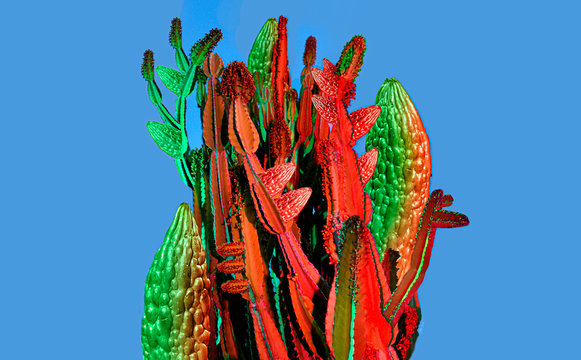 Close up of colorful cactus and bitter melon