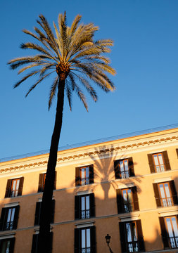 Babassu tree growing against building