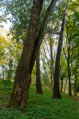 Autumn landscape. Trees with yellow, orange and red leaves. Golden autumn.
