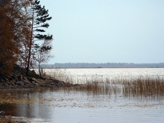 Autumn forest atmosphere