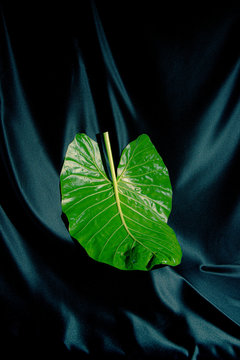 Close up of leaf on fabric