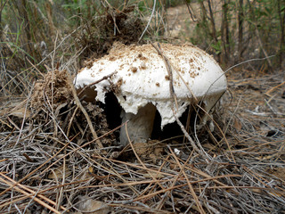 WILD WHITE MUSHROOM