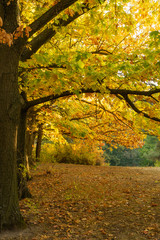 Autumn landscape. Trees with yellow, orange and red leaves. Golden autumn.